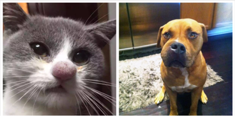 Питбуль с большой головой