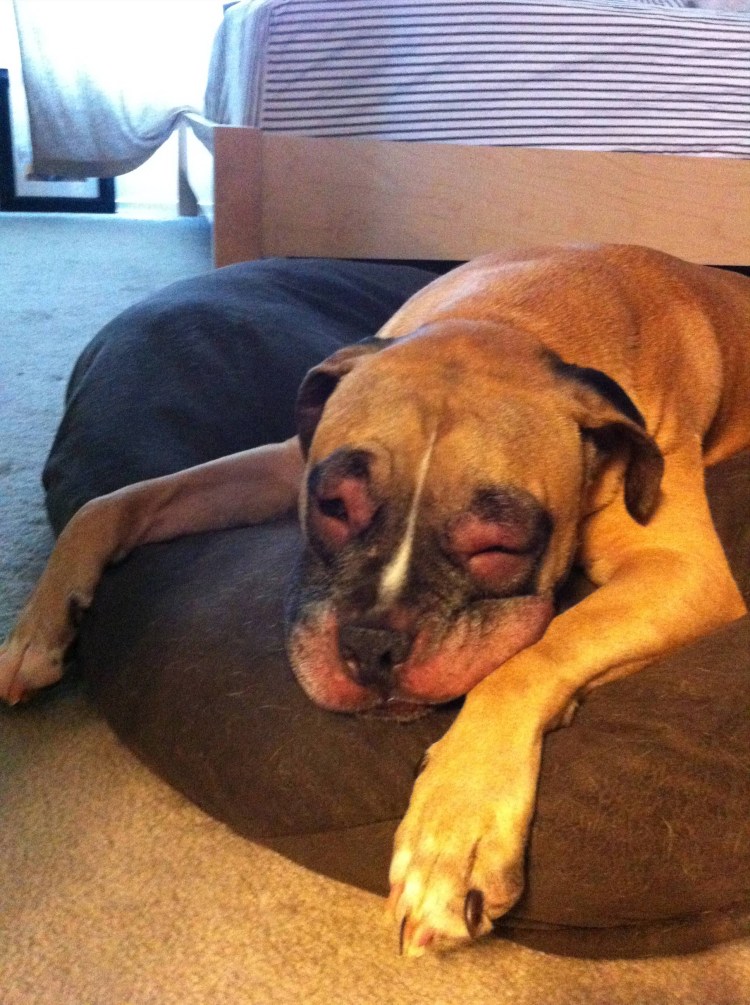 Таксу покусали пчелы