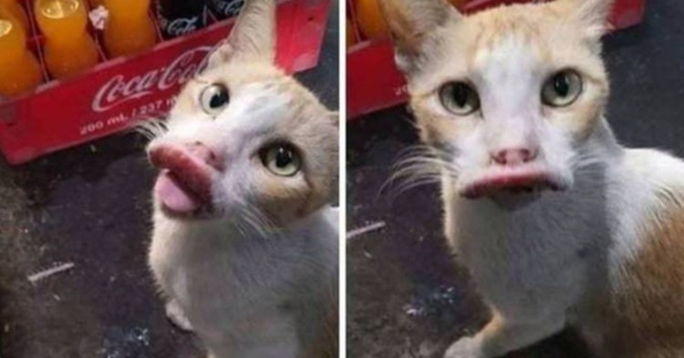 Лиса укусила Оса