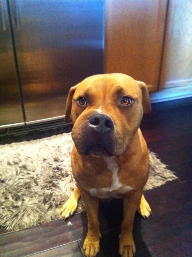 Собаку ужалила пчела