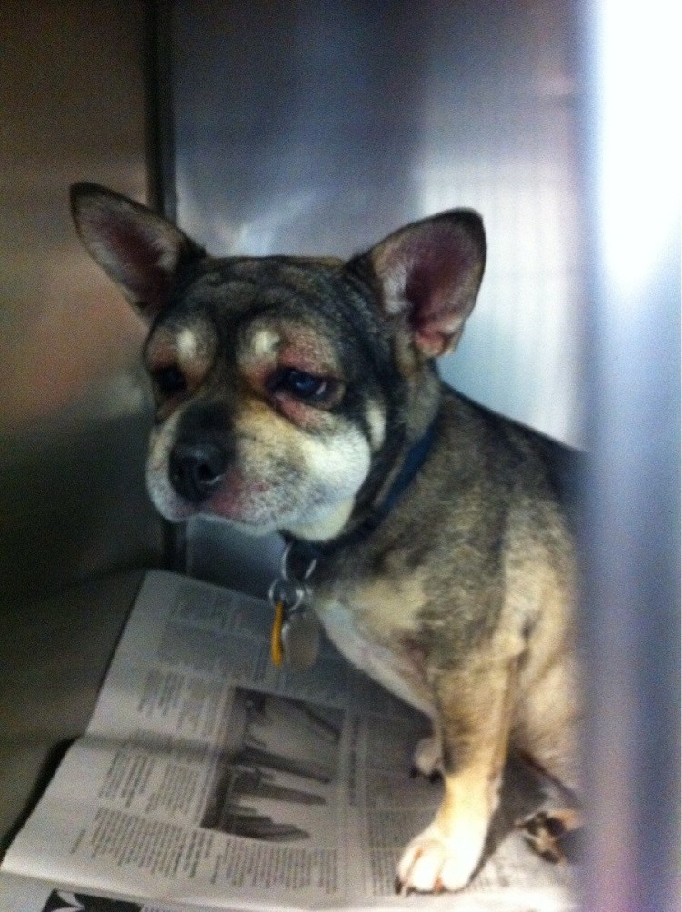 Собака съела пчелу