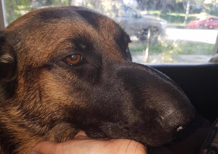 Овчарку укусила Оса