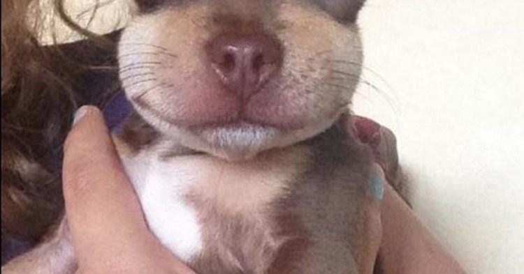 Животные покусанные пчелами