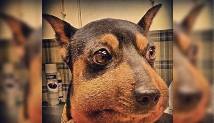 Анафилактический ШОК У животных Ветеринария