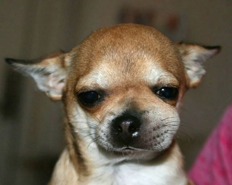 Пчелы полосатые злые Фуки