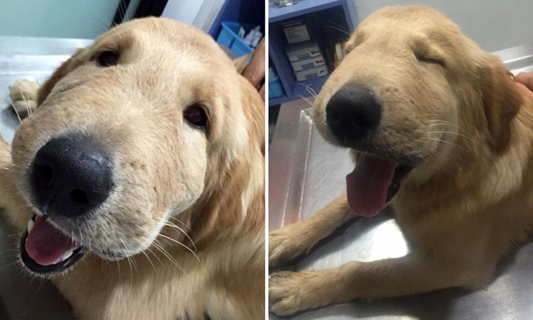 Пса укусила пчела