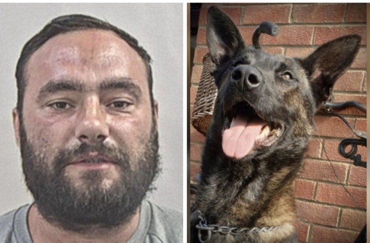 Собака покусанная пчелами Мем