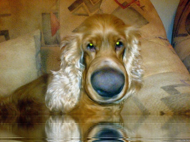 Собака ужаленная пчелой Мем