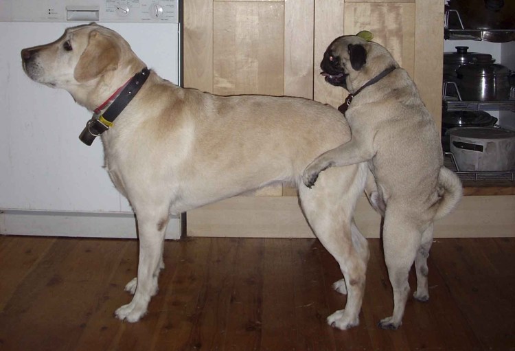 Мопс алабай бульдог метис