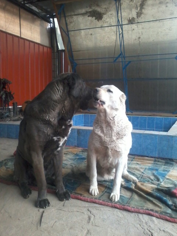 Метис среднеазиатской овчарки и лабрадора