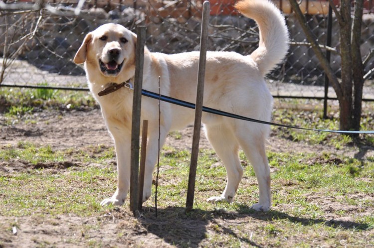 Королевский дог и алабай