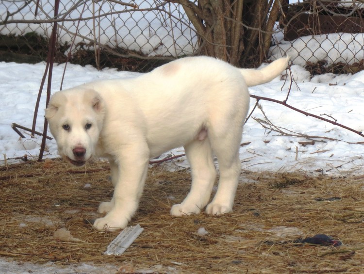Полу алабай