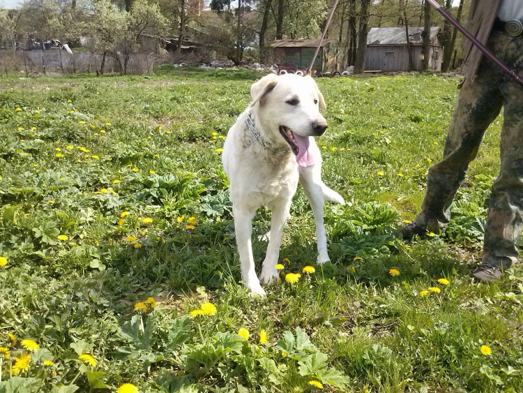 Карликовый алабай