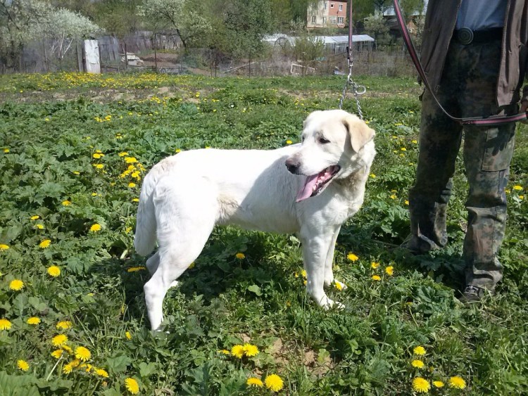 Метис алабая и лабрадора