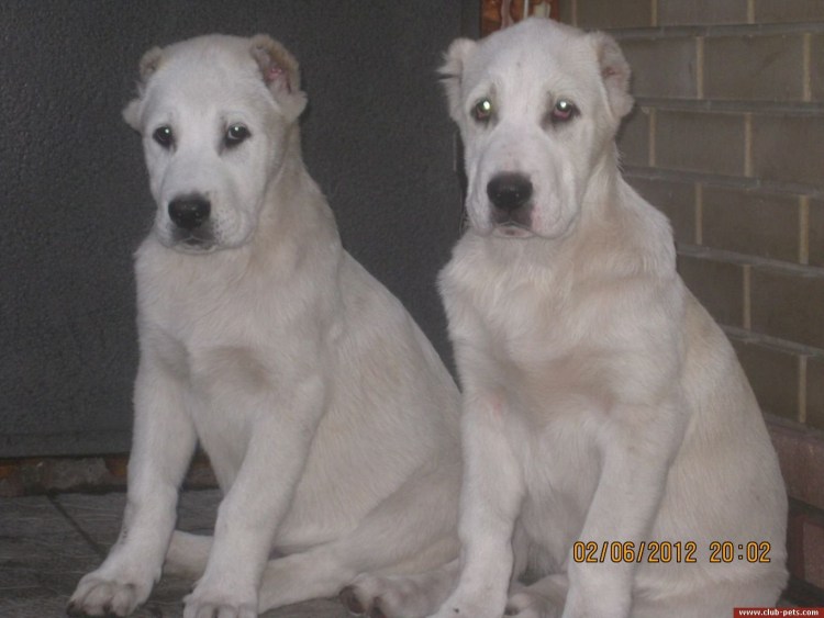 Смесь алабая и лабрадора