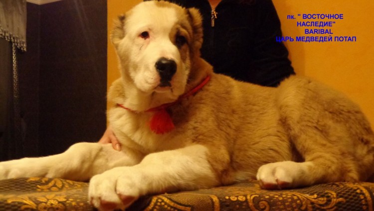 Алабай бойцовская порода