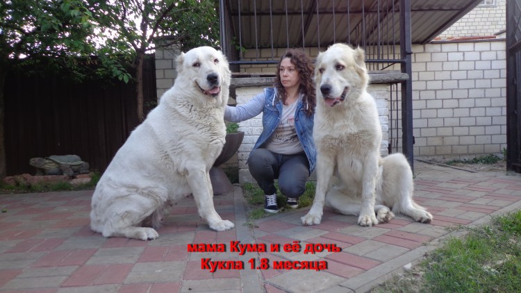 Щенок алабая белый