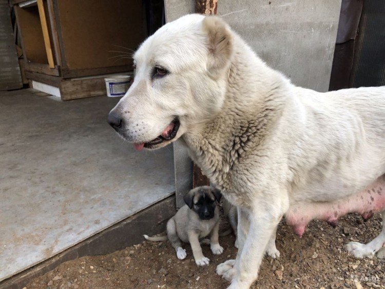 Среднеазиатская овчарка алабай вес