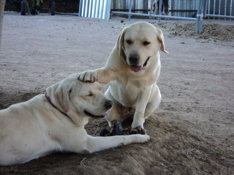 Лабрадор и немецкая овчарка разница