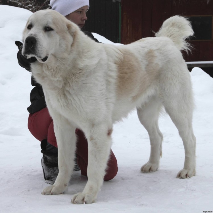 Туркменский алабай кангал