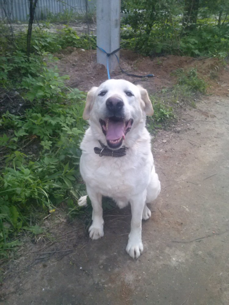 Лабрадор смешанный с алабаем