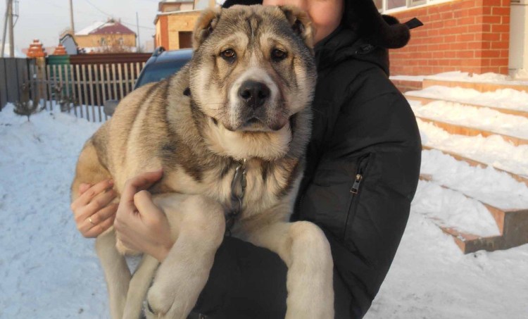 Волкодав алабай медведь