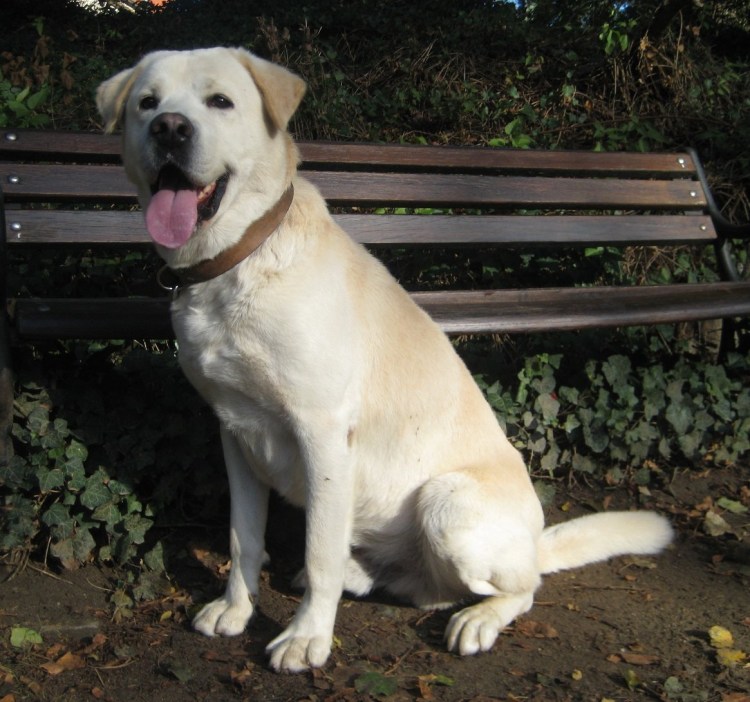 Метис алабай лабрадор собака