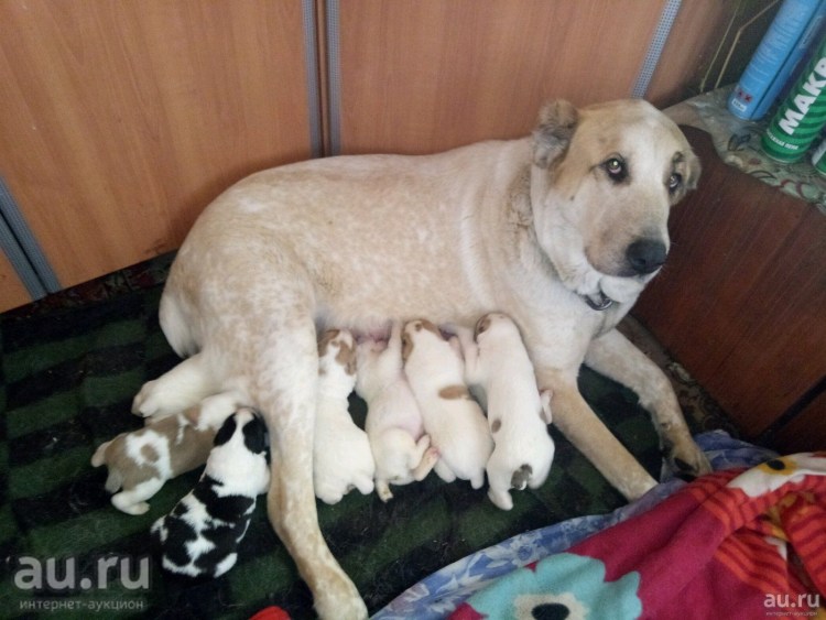 Алабай с лабрадором метис