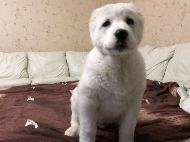 Кавказская и Среднеазиатская овчарка