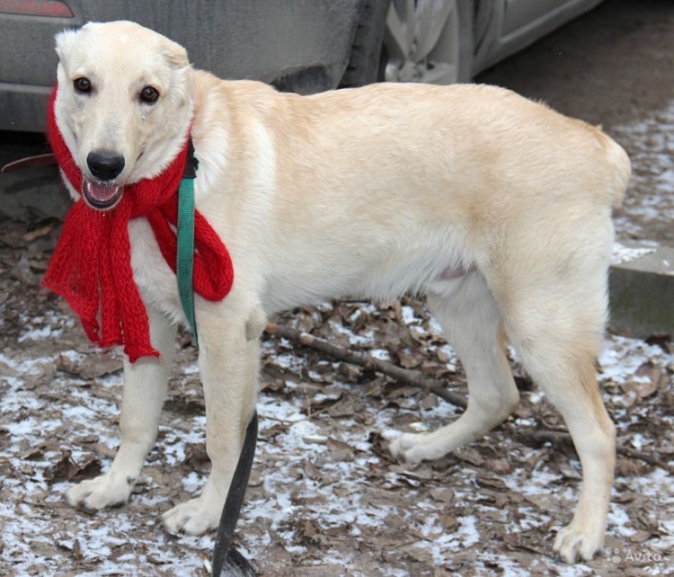 Метис акиты и лабрадора