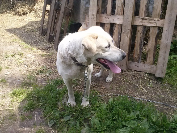 Золотистый ретривер и алабай помесь