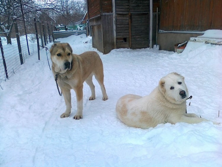 Метис алабая и лабрадора