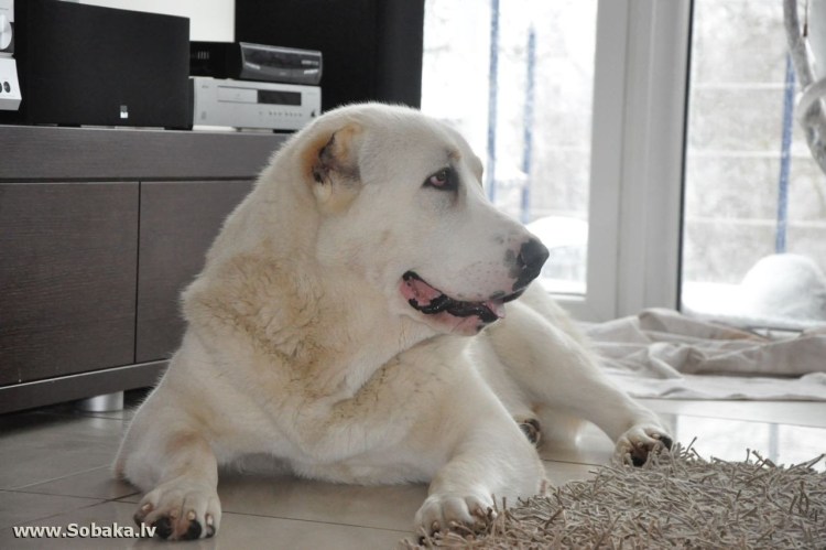 Среднеазиатская овчарка и дети