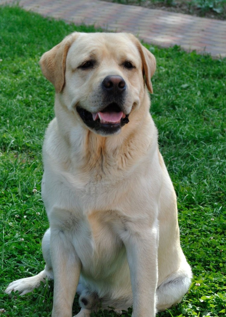 Вес щенка алабая таблица