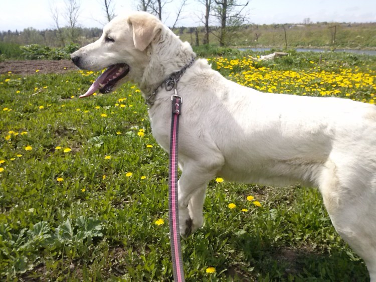 Метис лабрадора с алабаем