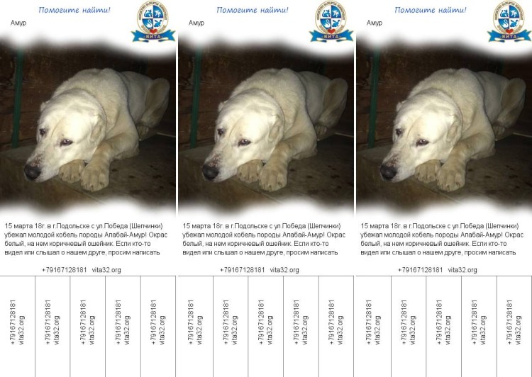 Алабай верхом