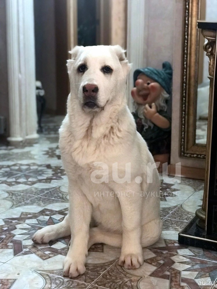 Алабай собака питомник