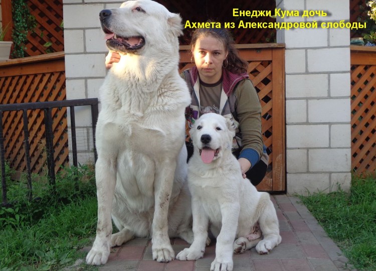 Среднеазиатская овчарка