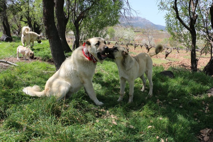 Лабрадор ретривер и хаски