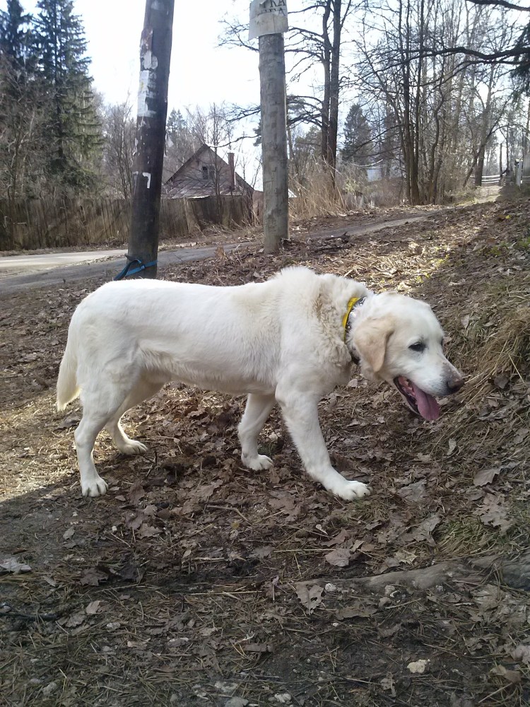 Среднеазиатская овчарка Гампр