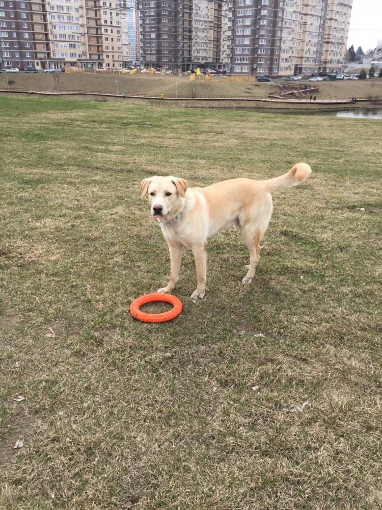 Алабай и лабрадор