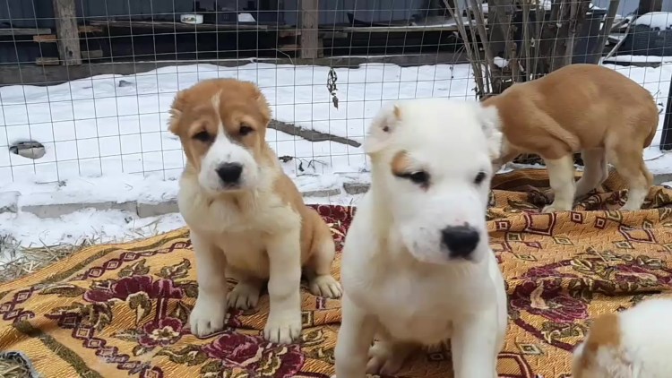 Кангал и алабай