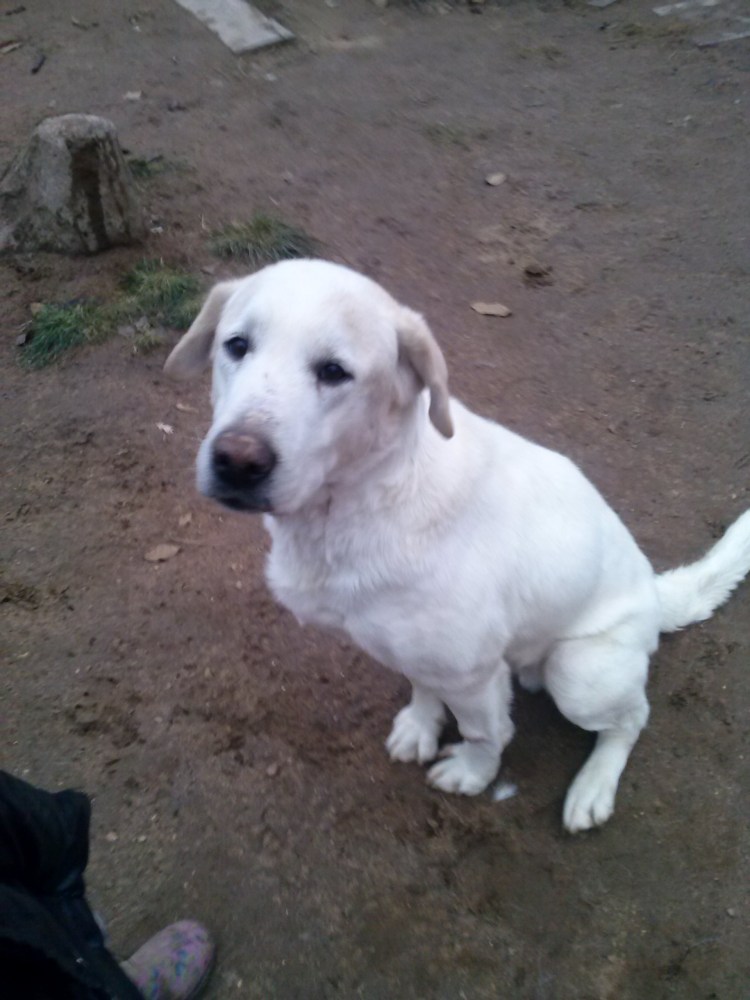 Армянский алабай Гампр