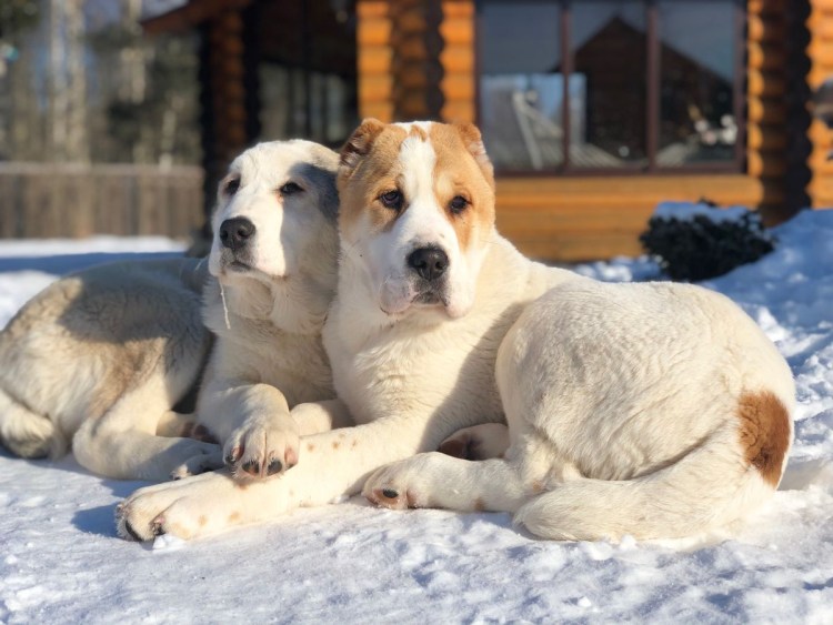 Метис алабая и лабрадора