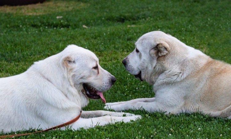 Шарпей и алабай