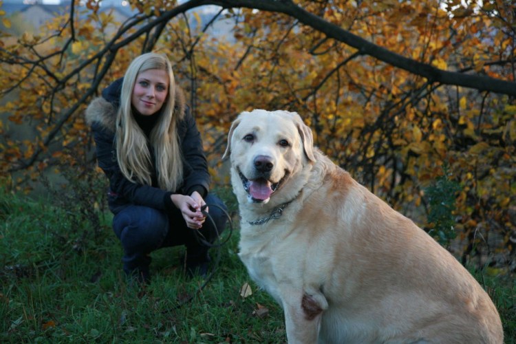 Бигль собака и лабрадор