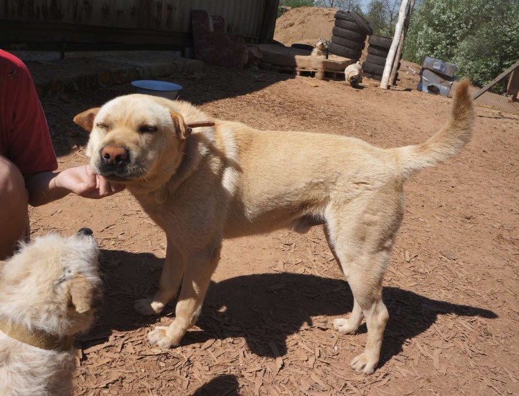 Среднеазиатская овчарка волкодав кличка для мальчика