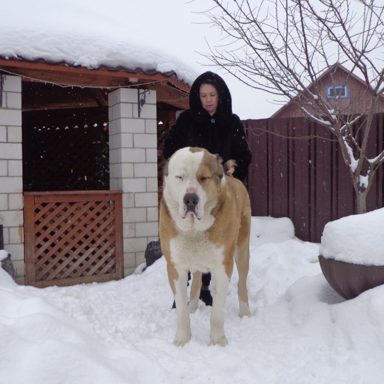 Кавказская и Среднеазиатская овчарка