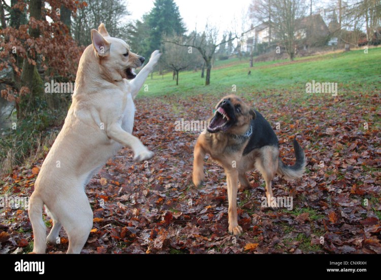 Преданные собаки