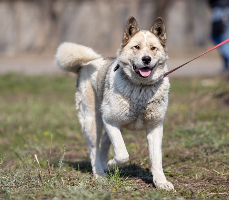 Метис Акита ину